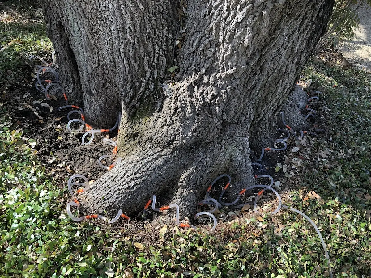 Detailed Tree Cabling and Bracing job site in Sinai