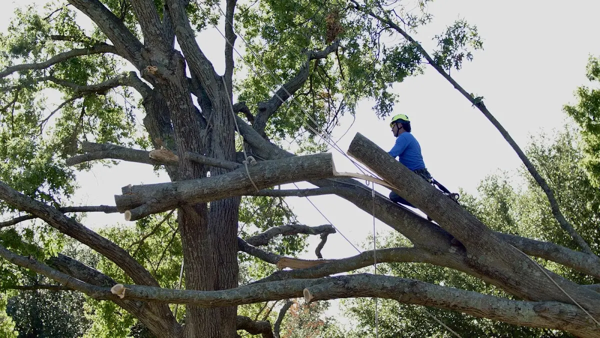 Professional Crown Thinning performed by certified arborists in Sinai